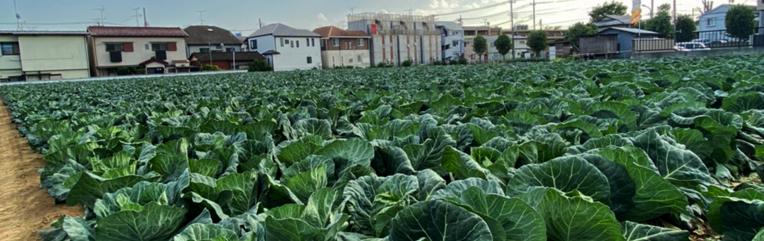 南大泉に広がる野菜畑